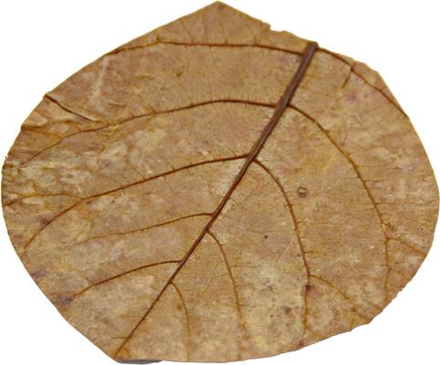 Show full view: HydrOasis Catappa Leaves Nano Fish Plant, 3 count slide 9 of 9