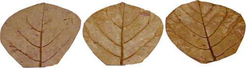 Show full view: HydrOasis Catappa Leaves Nano Fish Plant, 3 count slide 6 of 9