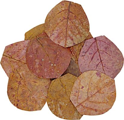 Show full view: HydrOasis Catappa Leaves Nano Fish Plant, 3 count slide 4 of 9