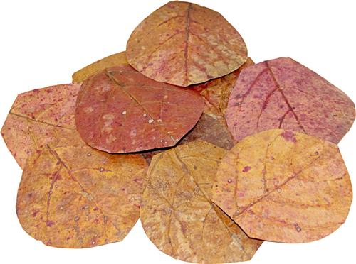 Show full view: HydrOasis Catappa Leaves Nano Fish Plant, 3 count slide 3 of 9