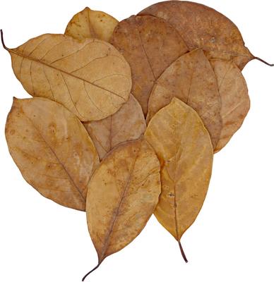 Show full view: HydrOasis Jack Leaves Fish Plant, 10 count slide 8 of 8