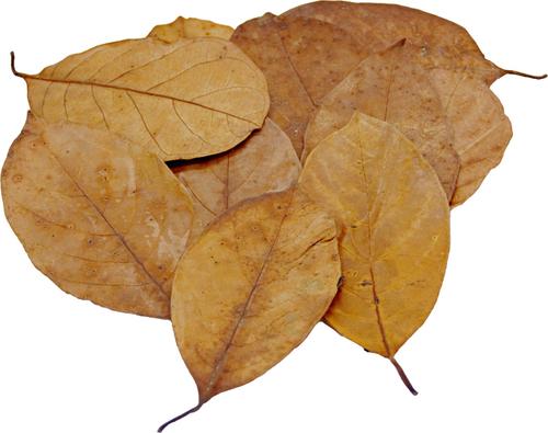 Show full view: HydrOasis Jack Leaves Fish Plant, 10 count slide 7 of 8