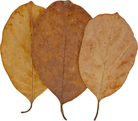 Show full view: HydrOasis Jack Leaves Fish Plant, 10 count slide 6 of 8