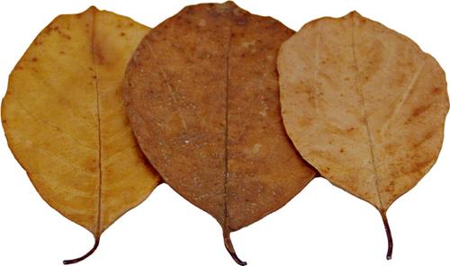 Show full view: HydrOasis Jack Leaves Fish Plant, 10 count slide 5 of 8