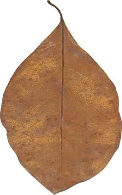 Show full view: HydrOasis Jack Leaves Fish Plant, 10 count slide 3 of 8