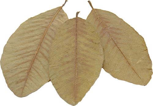 Show full view: HydrOasis Guava Leaves Fish Plant, 10 count slide 9 of 9
