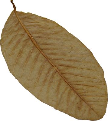 Show full view: HydrOasis Guava Leaves Fish Plant, 10 count slide 4 of 9