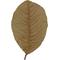 Show in main carousel: HydrOasis Guava Leaves Fish Plant, 10 count slide 3 of 9