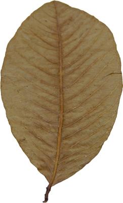 Show full view: HydrOasis Guava Leaves Fish Plant, 10 count slide 3 of 9