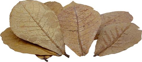 Show full view: HydrOasis Catappa Leaves Fish Plant, 10 count slide 9 of 9