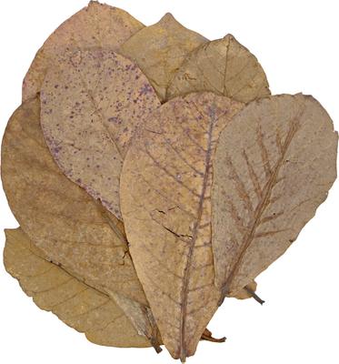 Show full view: HydrOasis Catappa Leaves Fish Plant, 10 count slide 8 of 9