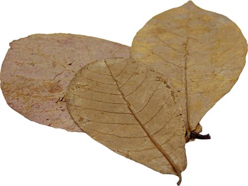 Show full view: HydrOasis Catappa Leaves Fish Plant, 3 count slide 5 of 9