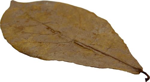 Show full view: HydrOasis Catappa Leaves Fish Plant, 3 count slide 3 of 9