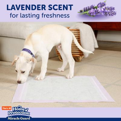 Show full view: Hartz Miracle Guard Lavender Scented Max Absorbency Odor Eliminating Dog Pads, X-Large, 30 count slide 5 of 10