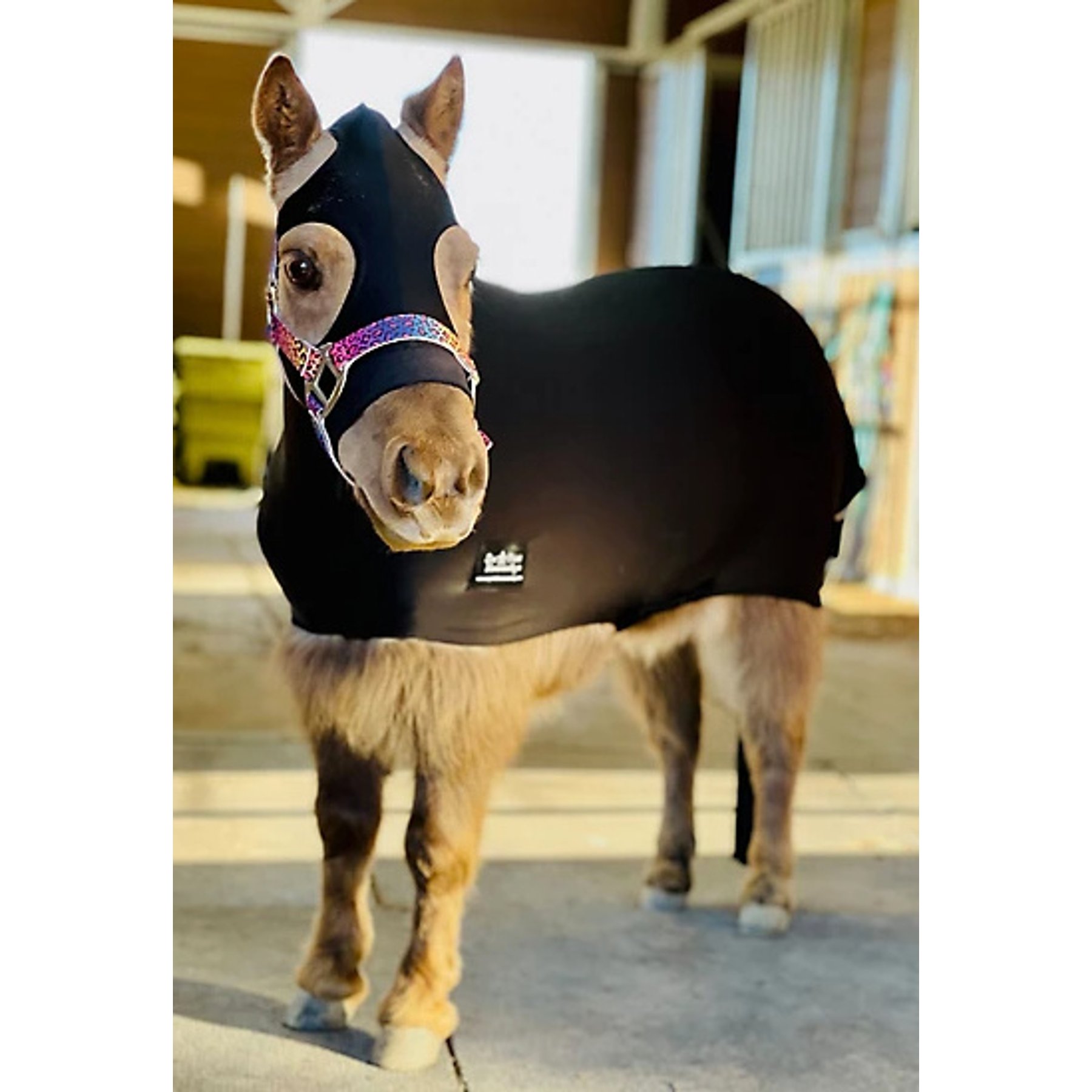 Star Point Horsemanship Mini-Pony Lycra Body Suits, Black, Medium: 32 to 36-in Mini