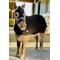 Show in main carousel: Star Point Horsemanship Mini-Pony Lycra Body Suits, Black, Medium: 32 to 36-in Mini slide 1 of 2