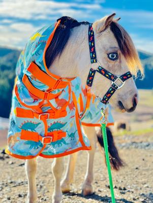 Show full view: Star Point Horsemanship Hooded Printed Mesh UV Horse Fly Sheet, Dinosaur, 42 to 44-in slide 2 of 2