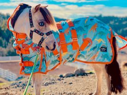 Star Point Horsemanship Hooded Printed Mesh UV Horse Fly Sheet, Dinosaur, 42 to 44-in