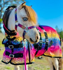 Star Point Horsemanship Hooded Printed Mesh UV Horse Fly Sheet, Rainbow Cheetah, 48 to 50-in