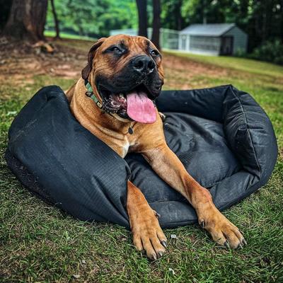 Show full view: K9 Ballistics Tough Ripstop Oval Bolster Dog Bed, Taupe Premium Finish, Medium slide 4 of 8