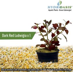 HydrOasis Aquatic Plant Starter Bundle Fish Plant slide 2 of 4
