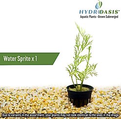 HydrOasis Aquatic Plant 29 Gallon Bundle Fish Plant slide 2 of 7