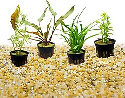 HydrOasis Aquatic Plant 10 Gallon Bundle Fish Plant