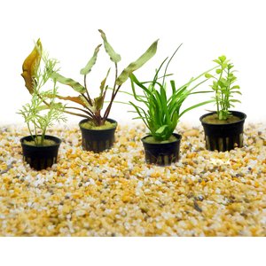 HydrOasis Aquatic Plant 10 Gallon Bundle Fish Plant