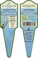 HydrOasis Crypt Wendtii Red Submerged Potted Reg Fish Plant, 3 count slide 2 of 4