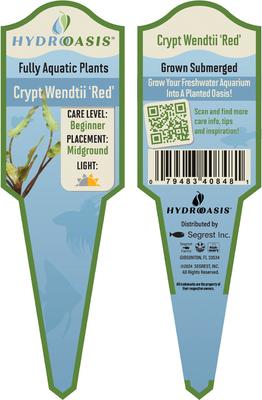 Show full view: HydrOasis Crypt Wendtii Red Submerged Potted Reg Fish Plant, 3 count slide 4 of 4