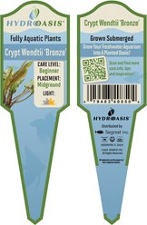HydrOasis Crypt Wendtii 'Bronze' Submerged Potted Reg Fish Plant slide 2 of 3
