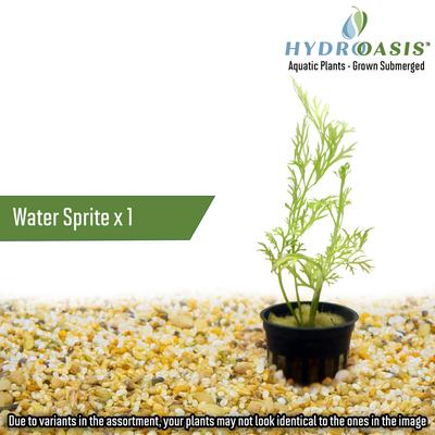 Show full view: HydrOasis Aquatic Plant Betta Bundle Fish Plant slide 2 of 5