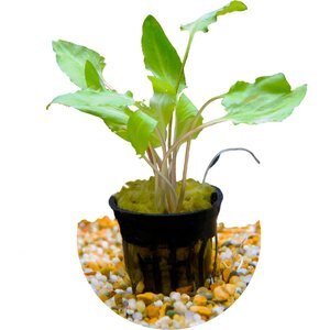 HydrOasis Crypt Wendtii 'Bronze' Submerged Potted Reg Fish Plant