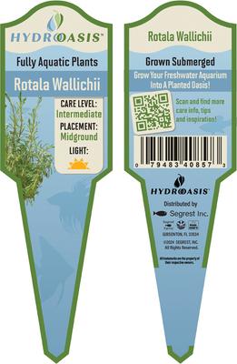 Show full view: HydrOasis Rotala Wallichii Submerged Potted Reg Fish Plant, 3 count slide 4 of 4