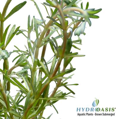 Show full view: HydrOasis Rotala Wallichii Submerged Potted Reg Fish Plant, 3 count slide 3 of 4