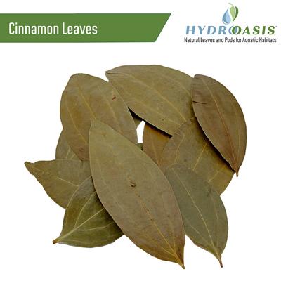 Show full view: HydrOasis Dwarf Shrimp Bundle Fish Plant slide 8 of 9