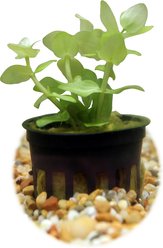 HydrOasis Lemon Bacopa Submerged Potted Reg Fish Plant