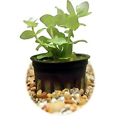 HydrOasis Lemon Bacopa Submerged Potted Reg Fish Plant