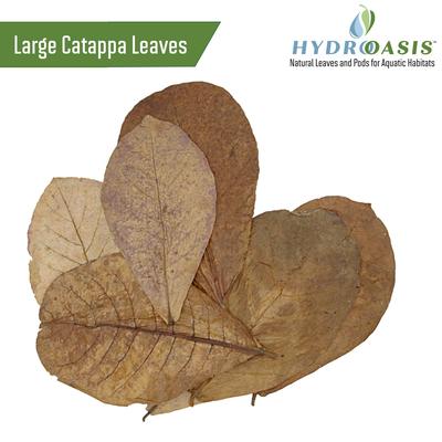 Show full view: HydrOasis Discus Bundle Fish Plant slide 7 of 7