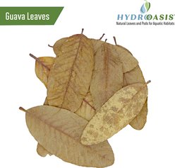 HydrOasis Dwarf Shrimp Bundle Fish Plant slide 2 of 9