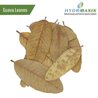 Show full view: HydrOasis Dwarf Shrimp Bundle Fish Plant slide 7 of 9