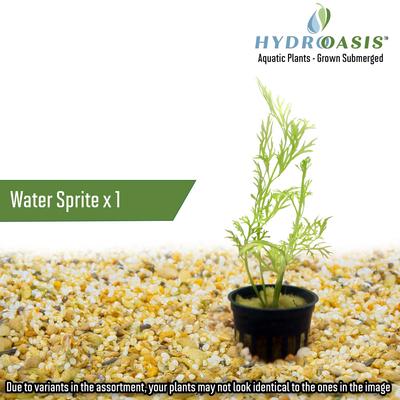 Show full view: HydrOasis Aquatic Plant Large Bundle Fish Plant slide 9 of 9