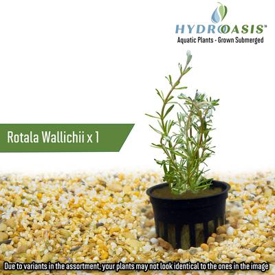 Show full view: HydrOasis Aquatic Plant Large Bundle Fish Plant slide 8 of 9