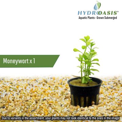 Show full view: HydrOasis Aquatic Plant Large Bundle Fish Plant slide 7 of 9