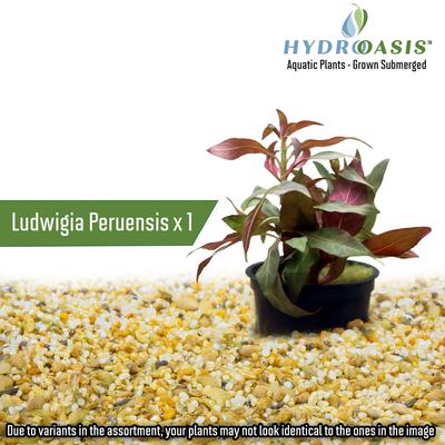 Show full view: HydrOasis Aquatic Plant Large Bundle Fish Plant slide 6 of 9