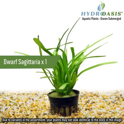 Show full view: HydrOasis Aquatic Plant 10 Gallon Bundle Fish Plant slide 4 of 5