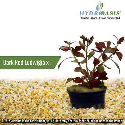 Show full view: HydrOasis Aquatic Plant Large Bundle Fish Plant slide 3 of 9