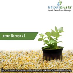 HydrOasis Live Aquatic Plant 55 Gallon Bundle slide 2 of 8