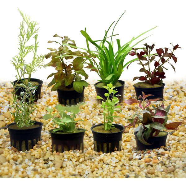 HydrOasis Aquatic Plant Large Bundle Fish Plant