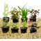 Show in main carousel: HydrOasis Aquatic Plant Large Bundle Fish Plant slide 1 of 9